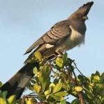 image of bird