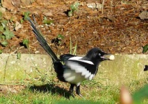 image of magpie