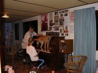 image of dingo