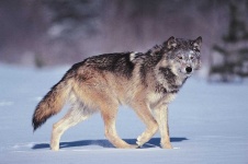 image of wolf #13