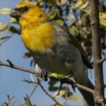 image of bird