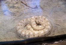 image of horned_viper