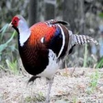 image of bird