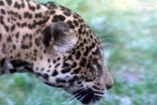 image of animal