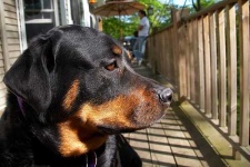 image of rottweiler