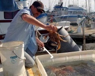 image of dungeness_crab