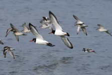 image of oystercatcher