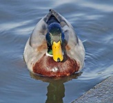 image of drake