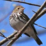 image of bird