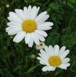 image of flower