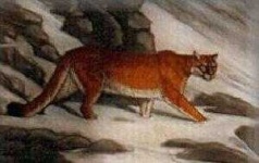 image of cougar_body