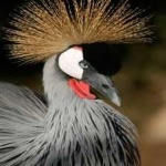 image of bird