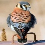 image of bird