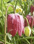 image of fritillary #18