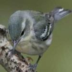 image of bird