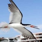 image of bird