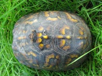 image of box_turtle