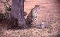 image of cheetah