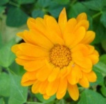 image of flower