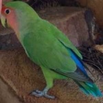 image of bird