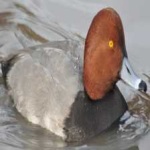 image of bird
