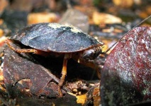 image of cockroach