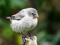 image of finch