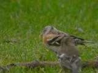 image of brambling