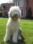 image of old_english_sheepdog #22