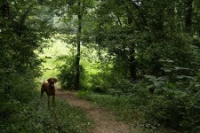 image of vizsla