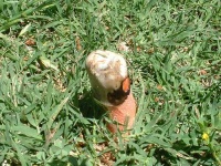 image of stinkhorn