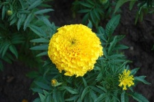 image of flower