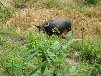 image of water_buffalo