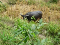 image of water_buffalo #34