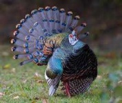 image of animal