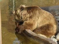 image of brown_bear