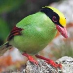 image of bird
