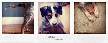 image of bluetick