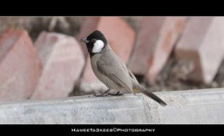 image of bulbul