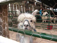 image of llama