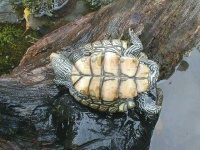 image of terrapin