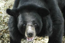 image of american_black_bear