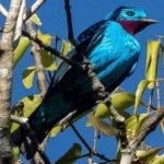 image of bird