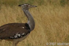 image of bustard #33