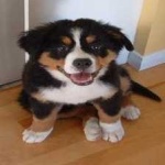 image of animal