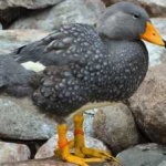 image of bird