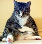 image of tabby
