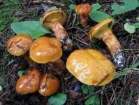 image of mushrooms