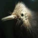 image of bird_kiwi #126