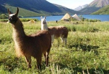 image of llama